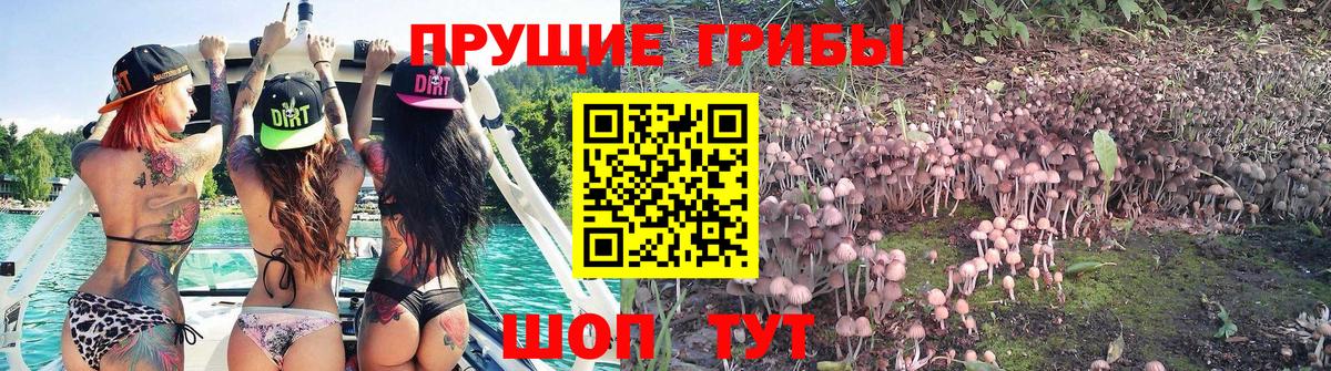 Галлюциногенные грибы Cubensis Можга